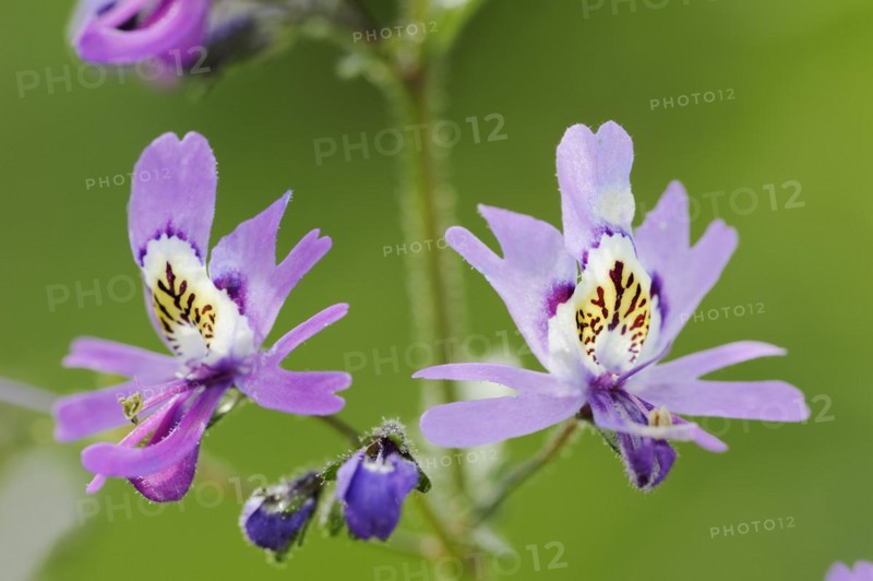 Butterfly flower (Schizanthus pinnatus), flowers, ornamental plant, North Rhine-Westphalia, Germany, Europe