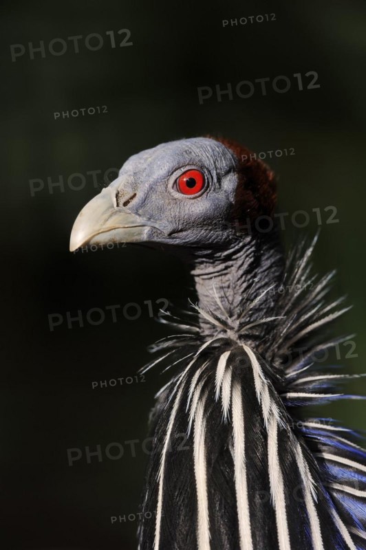 Vulturine guineafowl (Acryllium vulturinum), portrait, captive, occurring in East Africa