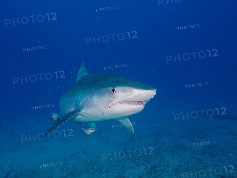 Tiger Shark (Galeocerdo cuvier) with slightly open mouth in open water, dive site Jupiter, Florida, USA, North America