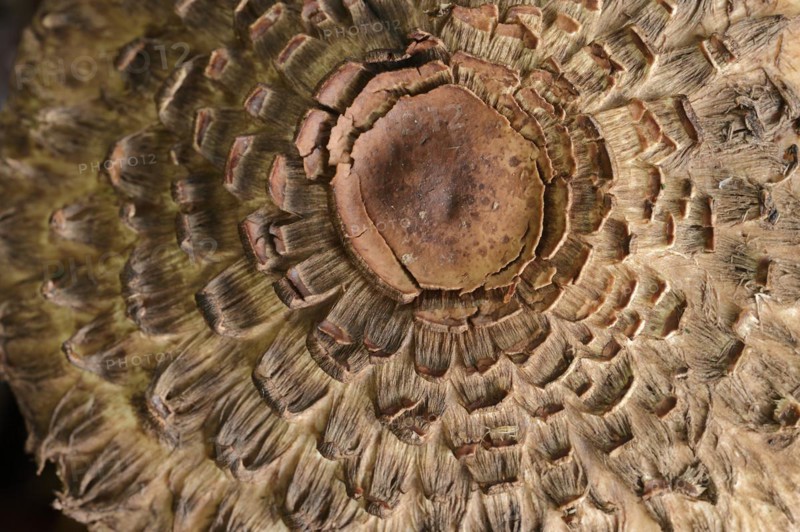 Common saffron umbrella mushroom (Chlorophyllum rhacodes, Macrolepiota rhacodes), detail of cap, North Rhine-Westphalia, Germany, Europe