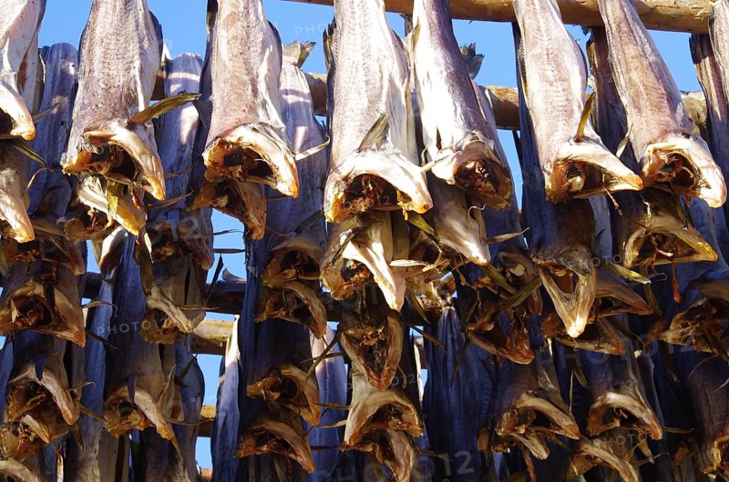 Several fish hanging on a rack to dry in the sun, traditional method of preservation, cod, cod, Lofoten, Nordland, Norway, Europe