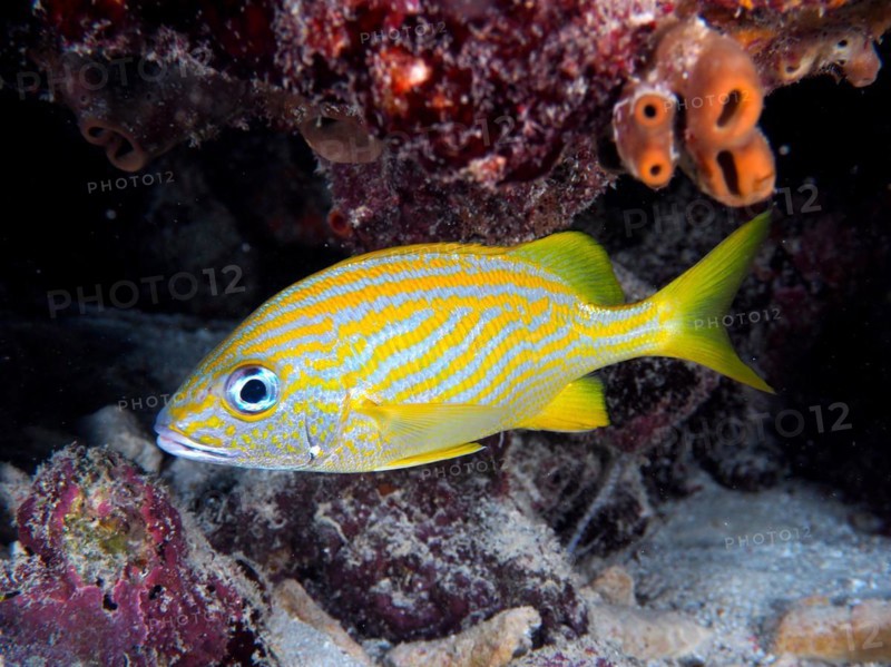French grunt (Haemulon flavolineatum), dive site John Pennekamp Coral Reef State Park, Key Largo, Florida Keys, Florida, USA, North America