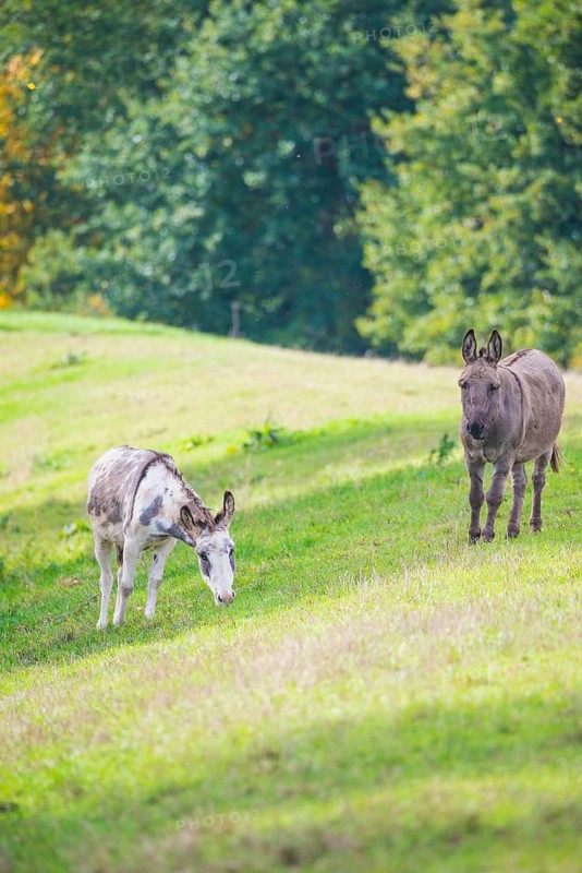 Two donkeys (Equus asinus asinus) or domestic donkeys, completely grey coloured variant and white-grey pied animal, both with eel line and shoulder cross stand on a dike, green meadow with trees in the background, sunny day with blue sky in summer, early autumn, grazing, forest, view into the camera, district Heidekreis, Allertal, Lower Saxony, Germany, Europe
