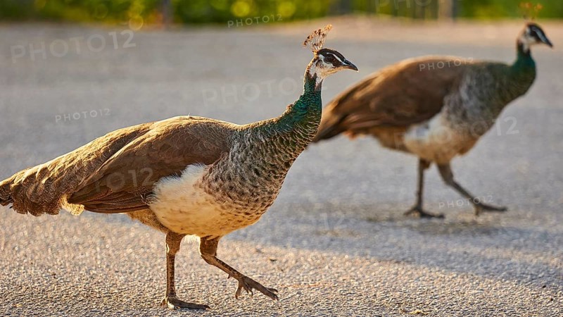 Two peafowl (pavo) walking side by side on a street in the warm evening light, Filerimos, hill not far from Rhodes town, Ancient State of Ialyssos, Rhodes, Dodecanese, Greek Islands, Greece, Europe