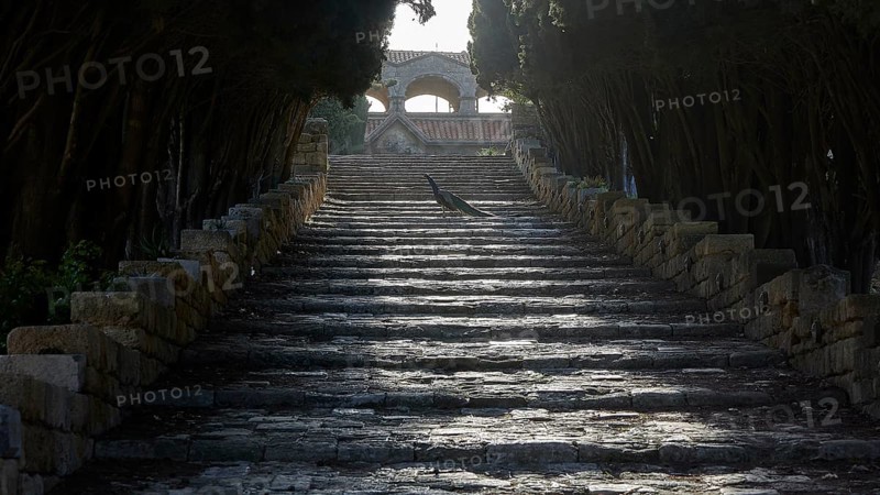 Peafowl (pavo) on stairs, Long stone staircase leading through dense trees to a historic building, Shadow and play of light, Filerimos, Hill not far from Rhodes town, Ancient State of Ialyssos, Rhodes, Dodecanese, Greek Islands, Greece, Europe