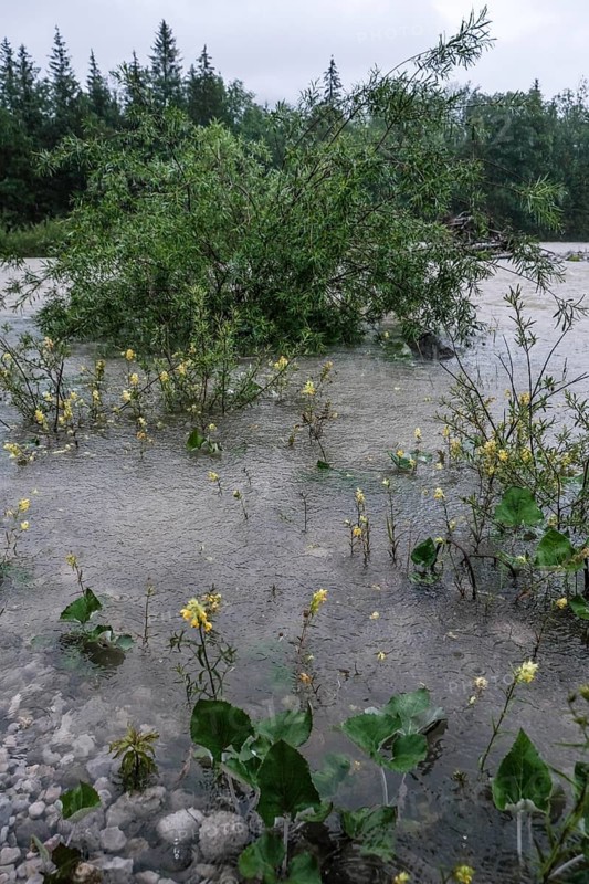 Flood, continuous rain, river, rain, flooding, Upper Bavaria, force of nature, climate, climate change, environment, river bank, storm, disaster, Isar, Lenggries, Bavaria, Germany, Europe