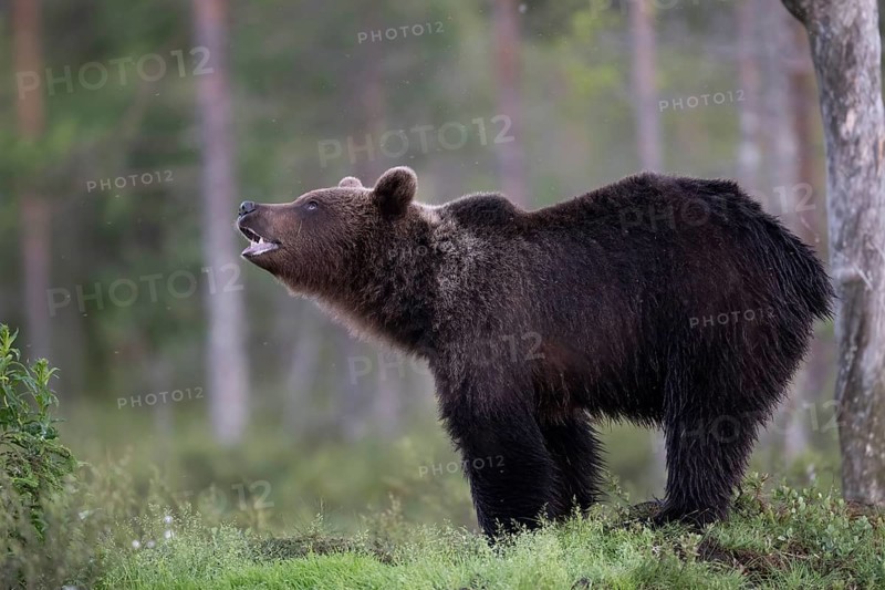Brown bear (Ursus arctos) in the Finnish taiga, Kuusamo, Finland, Europe