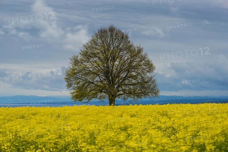 Lime tree (Tilia) on the Hödinger Berg, Hödingen, Lake Constance district, Upper Swabia, Baden-Württemberg, Germany, Europe