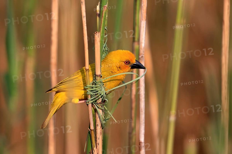 Eastern golden weaver (Ploceus subaureus), adult, male, starts nesting, Saint Lucia Estuary, Isimangaliso Wetland Park, Kwazulu Natal, South Africa, Africa
