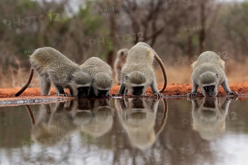 Vervet Monkey (Chlorocebus pygerythrus), adult, group, drinking, at the water, Kruger National Park, Kruger National Park, Kruger National Park South Africa