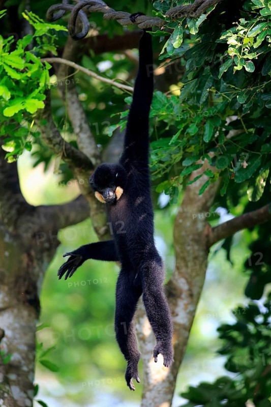 Southern Yellow-cheeked gibbon (Nomascus gabriellä), adult, male, hanging in tree, swinging from the tree