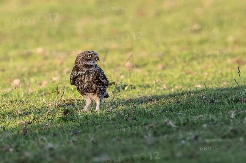 Little owl (Athene noctua), Emsland, Lower Saxony, Germany, Europe
