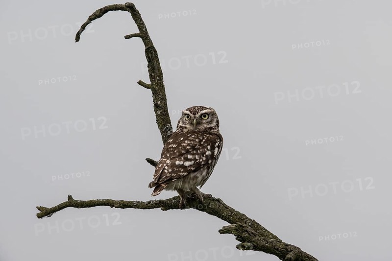 Little owl (Athene noctua), Emsland, Lower Saxony, Germany, Europe