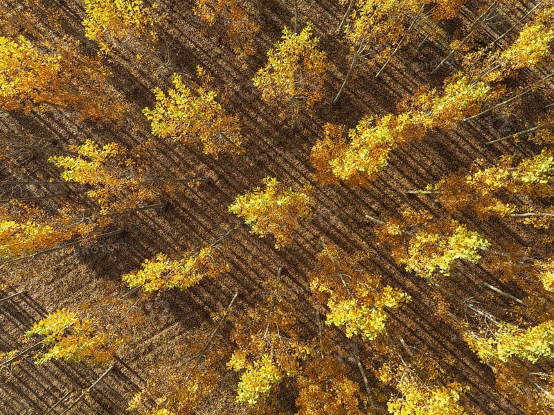 European Aspen (Populus tremula) in autumnal colours. Cultivated for timber. Aerial view. Drone shot. Granada province, Andalusia, Spain, Europe