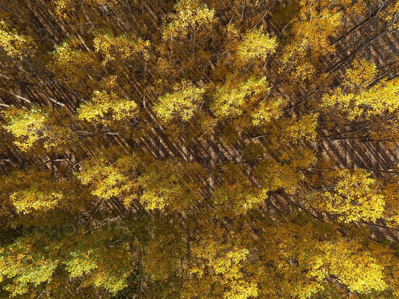 European Aspen (Populus tremula) in autumnal colours. Cultivated for timber. Aerial view. Drone shot. Granada province, Andalusia, Spain, Europe