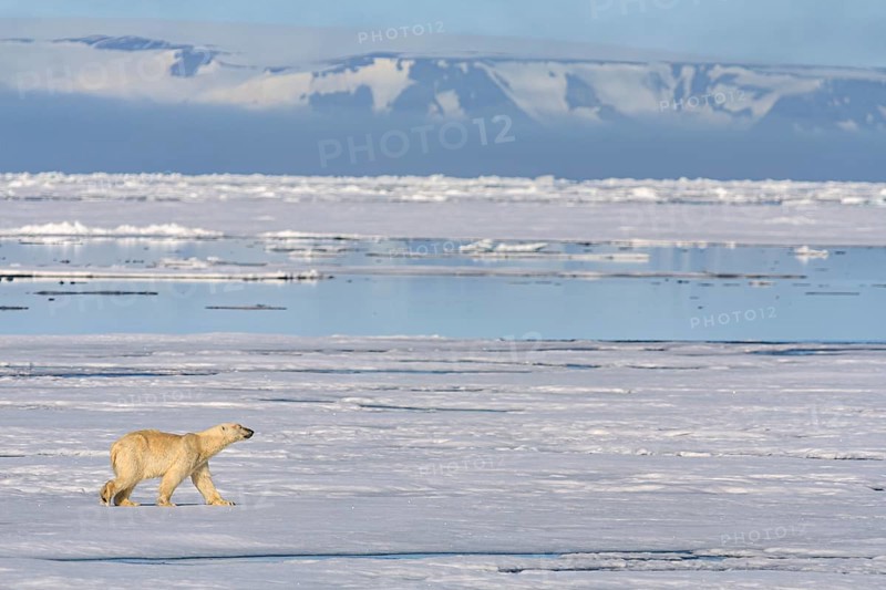 Polar bear (Ursus maritimus), goes, pack ice, ice floes, Svalbard, Norway, Europe