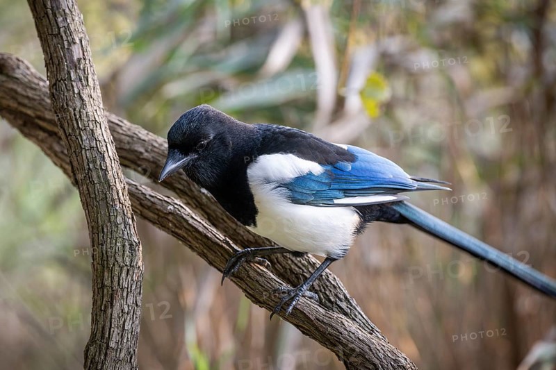 Magpie sitting on a branch with contrasting blue, black and white feathers, Botanic Garden or Botanisk Have, University of Copenhagen, Denmark, Europe