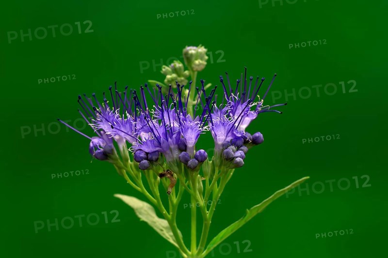 Clandon caryopteris (caryopteris x clandonensis), flower, flowering, Germany, Europe