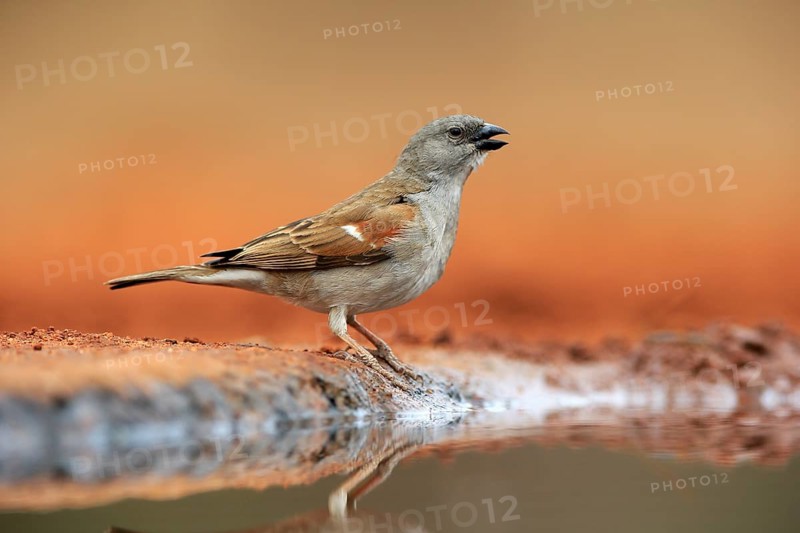 Northern grey-headed sparrow (Passer griseus), adult, at the water, Kruger National Park, Kruger National Park, Krugerpark, South Africa, Africa