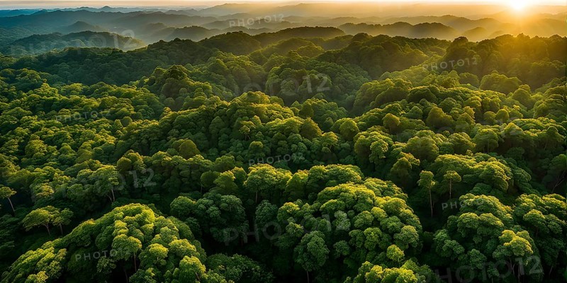 Aerial view of rainforest with beautyful sunrise at the horizon, AI generated