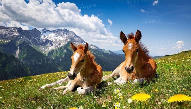 KI generated, Two young brown foals resting on an alpine meadow, Studio, AI generated