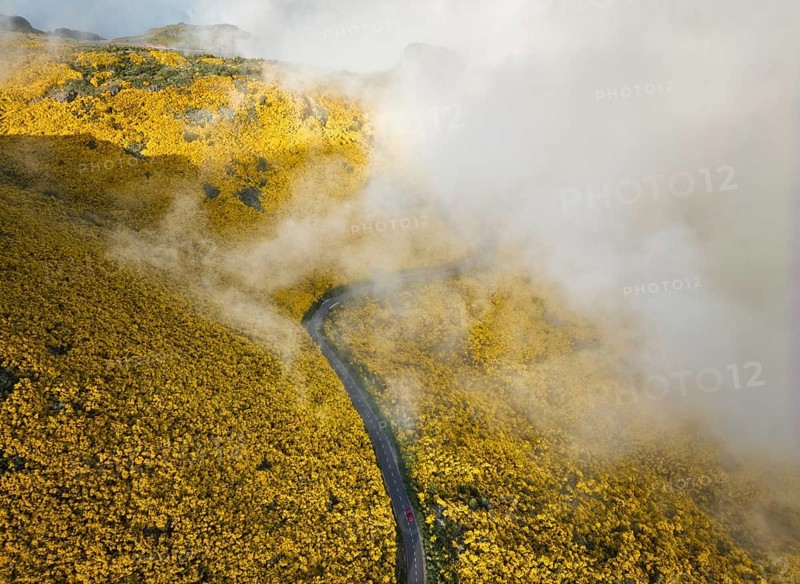 Aerial view of road with red car among yellow Cytisus blooming shrubs near Pico do Arieiro, Portugal, Europe