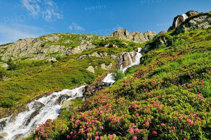 Alpine Wysse stream plunges over boulders into the depths, blooming alpine roses in the foreground, Canton of Bern, Switzerland, Europe