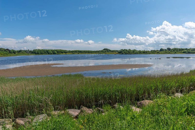 Small Noor in the nature reserve Holnis peninsula, nature reserve on the Flensburg Fjord, inland lake with connection to the fjord, reed shore, blue sky, white clouds, Glücksburg, Schleswig-Holstein, Germany, Europe