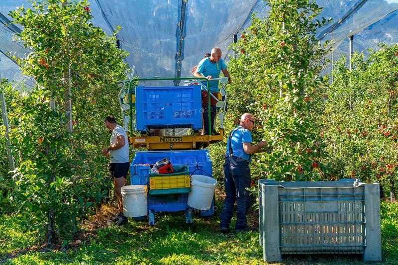 Apple-growing region in the Adige Valley, South Tyrol, large areas under cultivation, in South Tyrol over 18, 400 hectares, cultivated by over 7000 fruit growers, during the harvest season, Italy, Europe