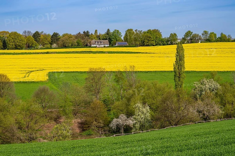 Spring, rape field in bloom, between Rohmbachtal and Rossenbecktal, half-timbered house, farm, in Mülheim an der Ruhr, North Rhine-Westphalia, Germany, Europe
