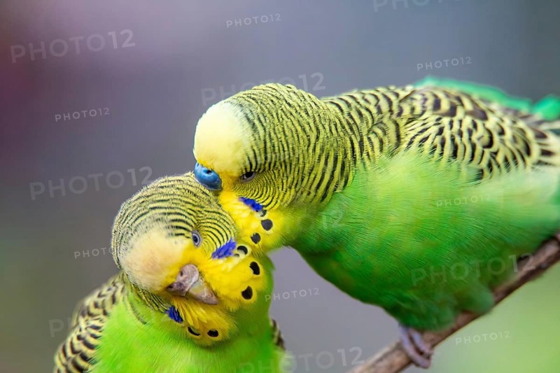 Close-up of two budgies that obviously like each other