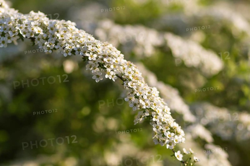 Blooming spiraea trees in spring park