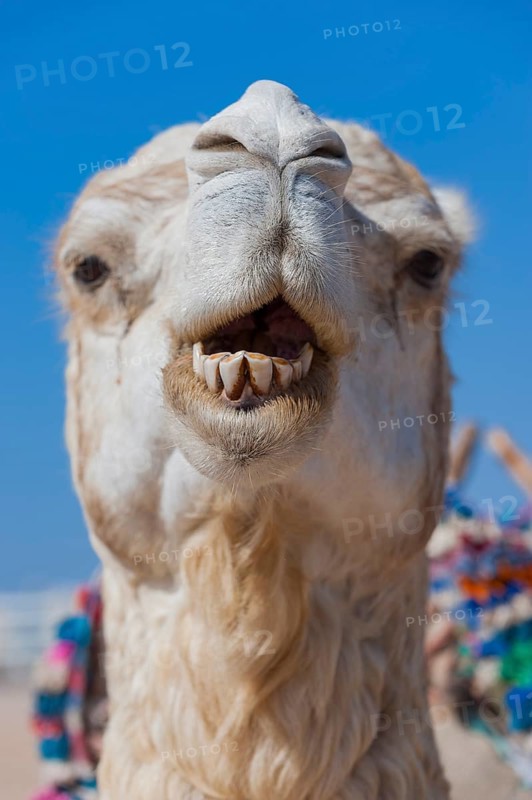 Dromedary (Camelus dromedarius), Arabian camel in head portrait, head, animal, farm animal, teeth, bad teeth, tooth, detail, funny, gag, humour, looks, fun, facial expression, jaw, laughs, laughing, beast of burden, oral hygiene, bad breath, Morocco, Africa