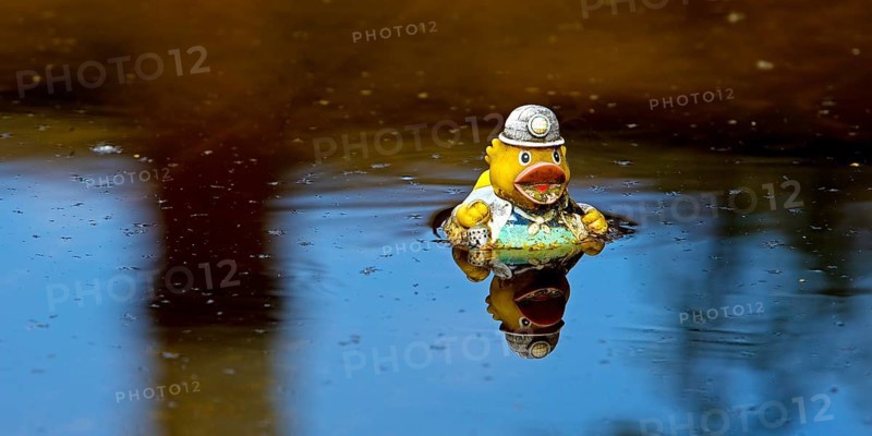 Miner's rubber duck swimming in the sewage basin of the disused Hansa coking plant, Dortmumd, Ruhr area, North Rhine-Westphalia, Germany, Europe