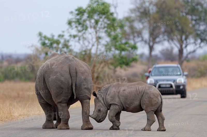 Southern white rhinoceroses (Ceratotherium simum simum), mother with calf, walking on the asphalt road, in front of a stationary car, Kruger National Park, South Africa, Africa