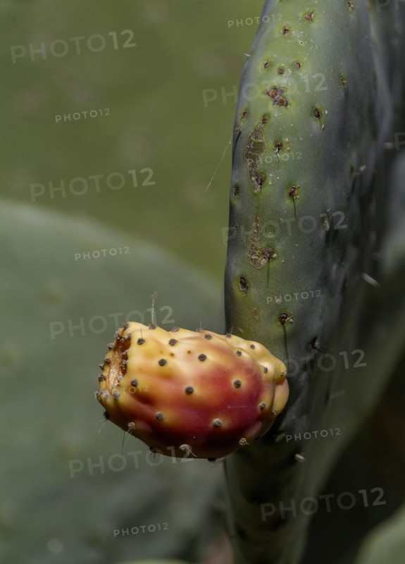 Ripe fruit of the cactus pear (Opuntia ficus-indica), Fuerteventura, Canary Island, Spain, Europe