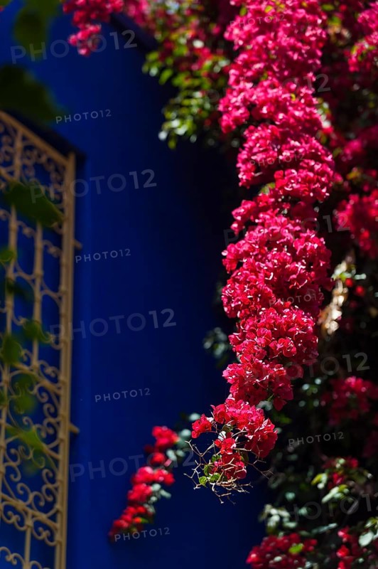 Majorelle Garden, botany, bougainvillea, flora, plant, botany, flower, tropical, climate, architecture, indigo, blue, red, balcony, blooming, flowering, park, decoration, attraction, travel, holiday, Marrakech, Morocco, Africa