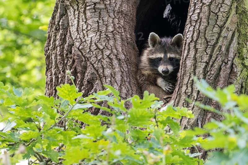 A raccoon (Procyon lotor) looks out of a hollow tree trunk in a green, wooded area, Hesse, Germany, Europe