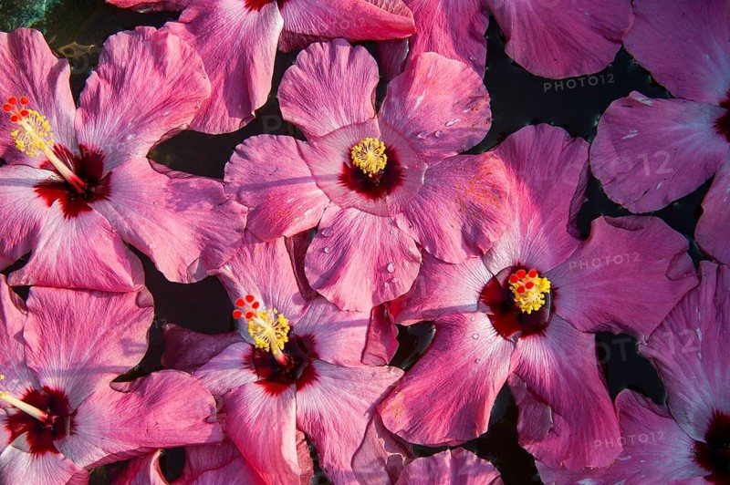 Hibiscus (Hibiscus) flowers in water, decoration, Hotel Purity, Malabar Escapes, Vembanad Lake, Kerala, South India, India, Asia