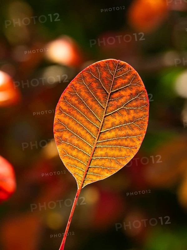 Eurasian Smoke Tree (Cotinus coggygria), or Wig Bush in garden, single leaf in autumn color, with back lighting, accentuating the leaf veins, Hesse, Germany, Europe