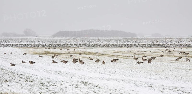 Greylag Geese (Anser anser), flock grazing on a meadow in a snow storm, at the end of March, island of Texel, Holland