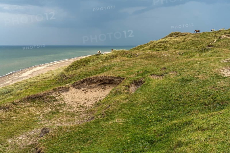 Horses in the Svinklovene dunes at Jammer Bay, Fjerritslev, Denmark, Europe