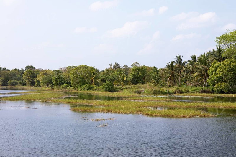 Shoreline landscape at an artificial lake or Wewa, Kataragama, Uva Province, Sri Lanka, Asia