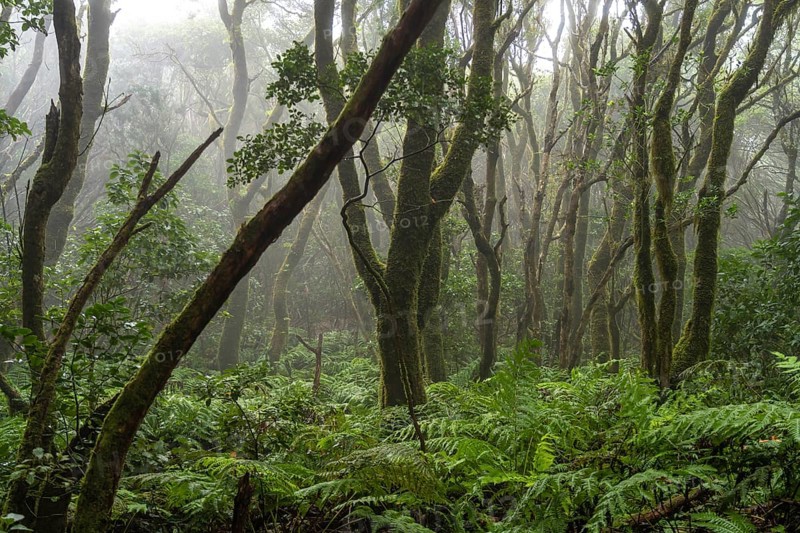 Laurel forest in the Anaga Mountains, Las Vueltas de Taganana, Tenerife, Canary Islands, Spain, Europe