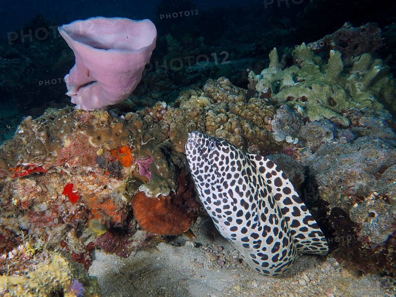 Large reticulated moray eel (Gymnothorax favagineus) among colourful corals and sea sponges on the seabed, Spice Reef dive site, Penyapangan, Bali, Indonesia, Asia