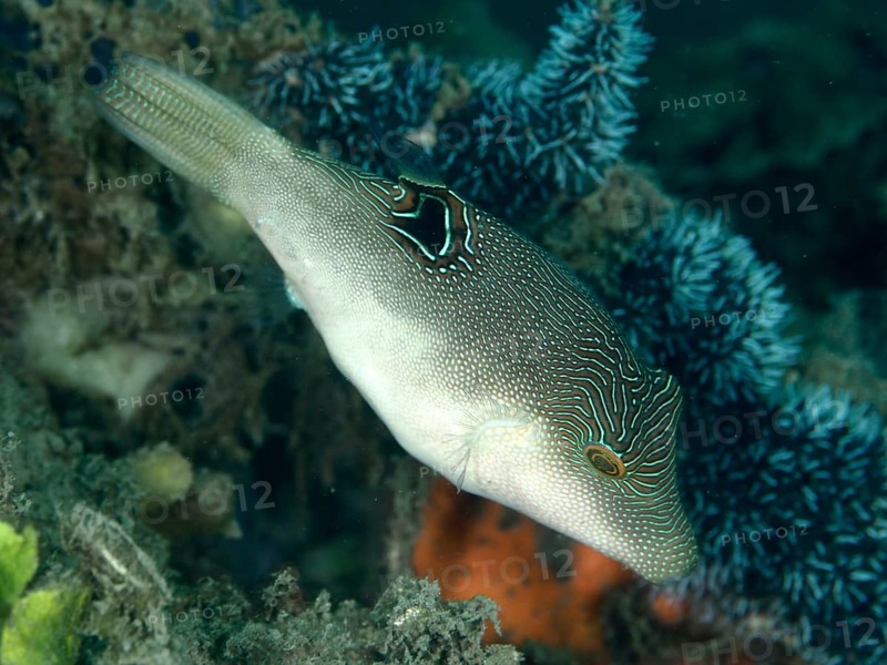 A pufferfish, Eye-spotted Pufferfish (Canthigaster solandri), swimming near Blue coral in the sea, showing a striking pattern and colours for camouflage, dive site House Reef, Penyapangan, Bali, Indonesia, Asia