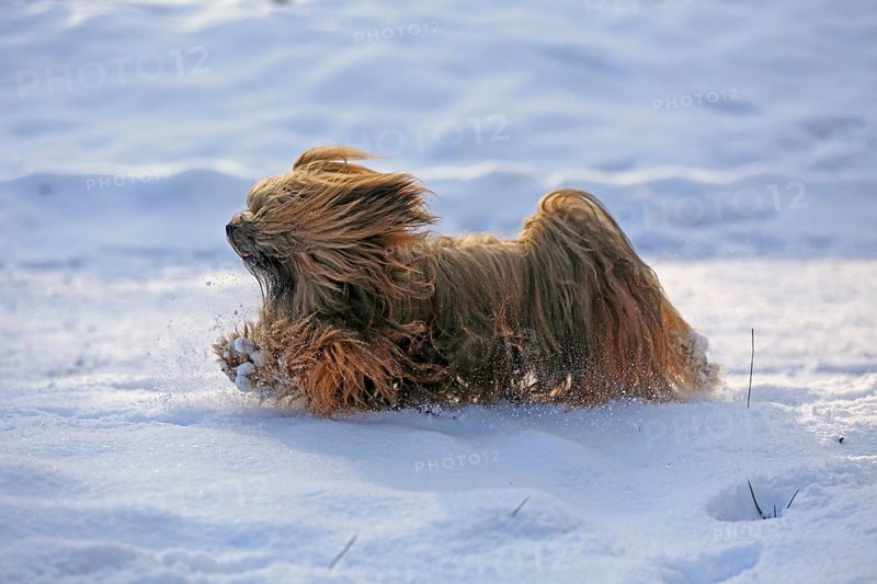 Lhasa Apso, Lhasa terrier, lion dog, Tibet, snow