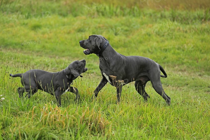 Great Dane, Saupacker, Great Dane