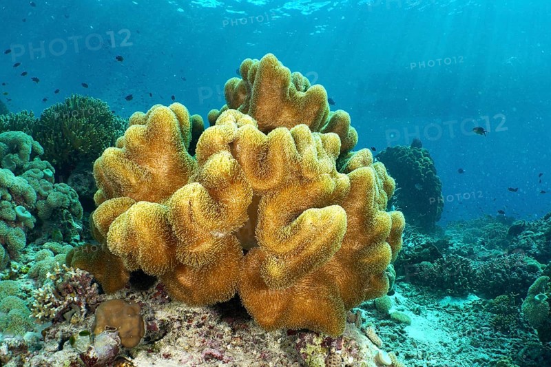 Mushroom leather coral (Sarcophyton glaucum) in sunlight, surrounded by small fish, dive site Coral Garden, Menjangan, Bali, Indonesia, Asia