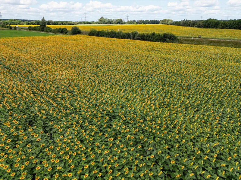 Sunflower field near Holzhausen, town of Rheinau, aerial view, Ortenau district, Baden-Württemberg, Germany, Europe